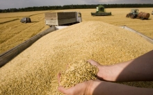 За летние месяцы Россия увеличила экспорт зерна на 26,6% относительно того же периода прошлого года, сообщают "Ведомости"