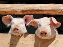 В Саратове введен режим ЧС из-за чумы свиней