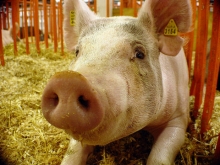 Россия и ЕС проведут консультации по поставкам свинины