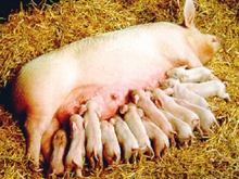  Регионы будут решать, сколько свиней можно держать в ЛПХ