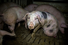Измученные свиньи на животноводческой ферме в Германии. Осторожно, жуткие фото