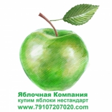 Яблочная Компания www.79107207020.com Купим яблоки нестандарт для промышленной переработки в РФ и РБ. +79107207020 79107207020@yandex.ru