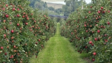 Краснодарский региональный филиал финансирует новый проект закладки суперинтенсивного яблоневого сада в Крымском районе Кубани