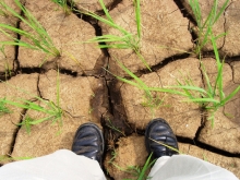 В Татарстане объявлена чрезвычайная ситуация из-за засухи