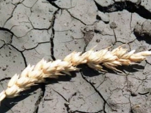 В Самарской области продолжается засуха
