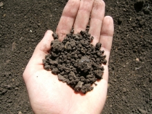 Чернозём, песок, болото: виды почв, их особенности и способы улучшения