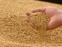 В России ожидают рост цен на пшеницу