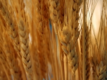 Правительство установило экспортную пошлину на пшеницу 