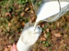 Электронная ветсертификация и цифровая маркировка: как изменятся цены на молочную продукцию?