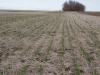 На севере Ростовской области фермер научился получать стабильные урожаи