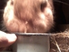 Дрожжевание корма для кролика