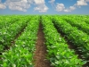 Как втрое повысить рентабельность растениеводства и уйти от «химии»?