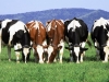 Начальника угрозыска КРЧ подозревают в краже коров