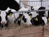На Ставрополье прибыли быки-производители из Канады 