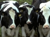 Донская ветслужба предлагает ликвидировать бесхозные скотомогильники