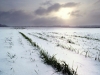 Выпавший снег заставляет уральских аграриев спасать урожай