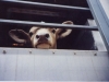 Больше всего животноводческих грузов без ветеринарно-сопроводительных документов задержано в Багаевском районе.