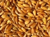 Полба вместо пшеницы