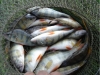 рыболовство для Азово-Черноморского рыбохозяйственного бассейна 