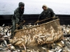 Евросоюз поддержит рыбаков, пострадавших от российского эмбаро