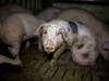 Измученные свиньи на животноводческой ферме в Германии. Осторожно, жуткие фото