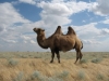 Астраханский фермер застраховал верблюдов от тепловых ударов