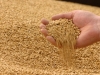 Министерство сельского хозяйство предлагает производителям выкупить зерно из интервенционного фонда
