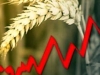 Цены на зерно в России растут