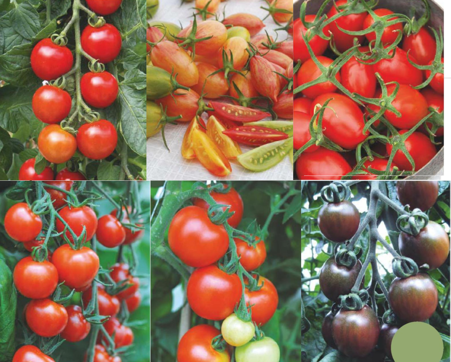 Сорта семян томатов для теплицы