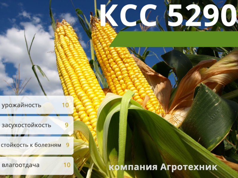 семена кукурузы ксс 5290